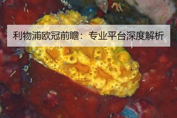 利物浦欧冠前瞻：专业平台深度解析
